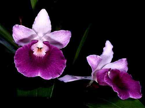 Cochleanthes discolor